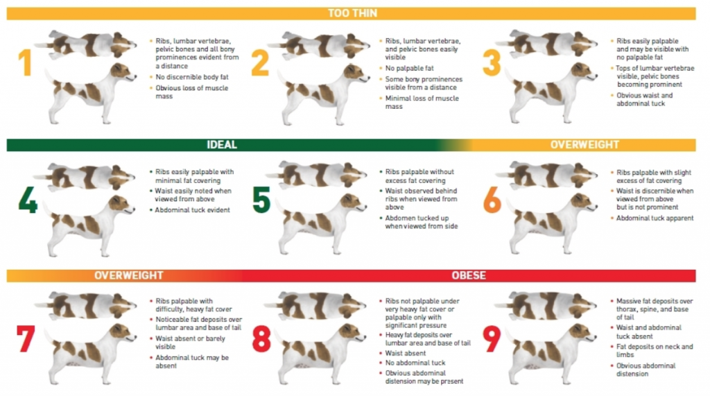 Healthy Dog Chart