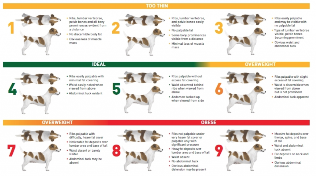 Healthy Dog Weight Chart