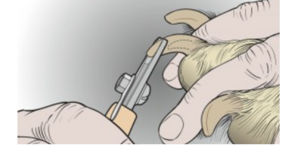 How to Safely Trim Dog Nails - LubriSynHA