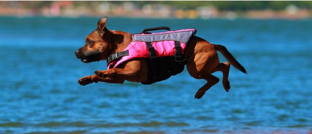 Water Dogs LubriSynHA