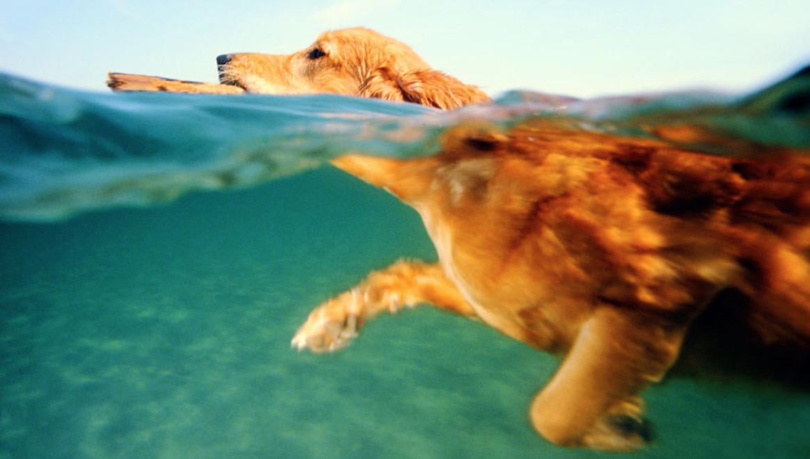 Water Dogs - LubriSynHA