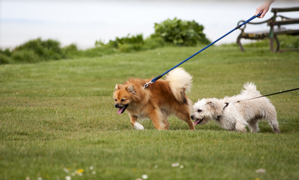 Two small dogs pulling on their leashes in a field.