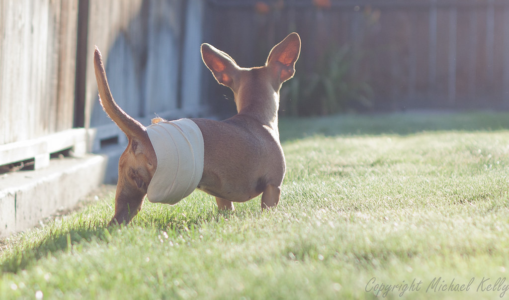 Small dog with a bandage wrapped around their amputee stump stands in a backyard.