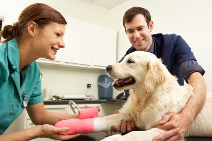 Dog laying on exam table while a vet tech restrains and a veterinarian wraps their foot in a bandage.