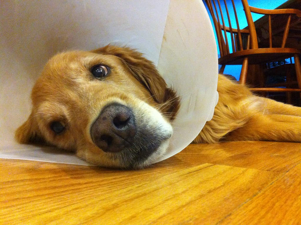 Golden retriever laying on hardwood floor in a cone.