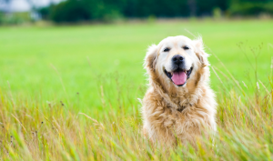 Golden Retriever sitting and smiling in a field of tall grass.