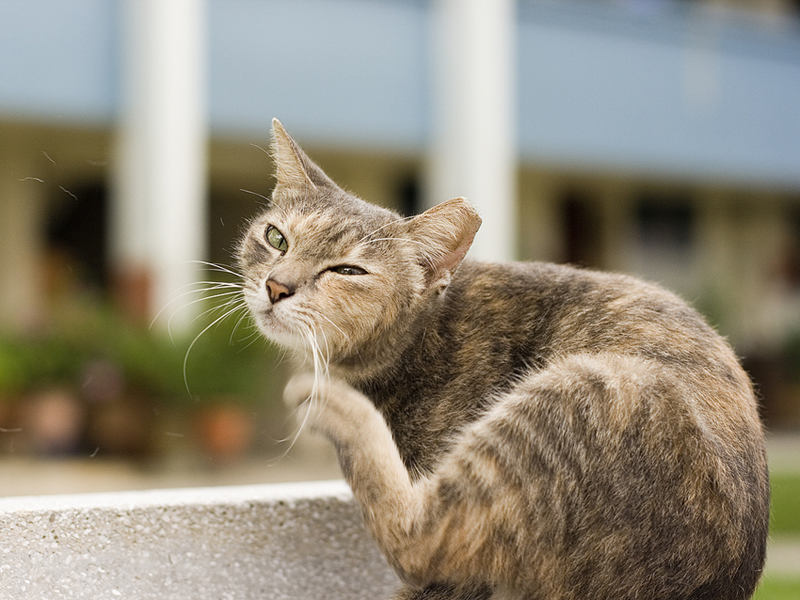 Diluted tortoiseshell cat sitting outside scratching.