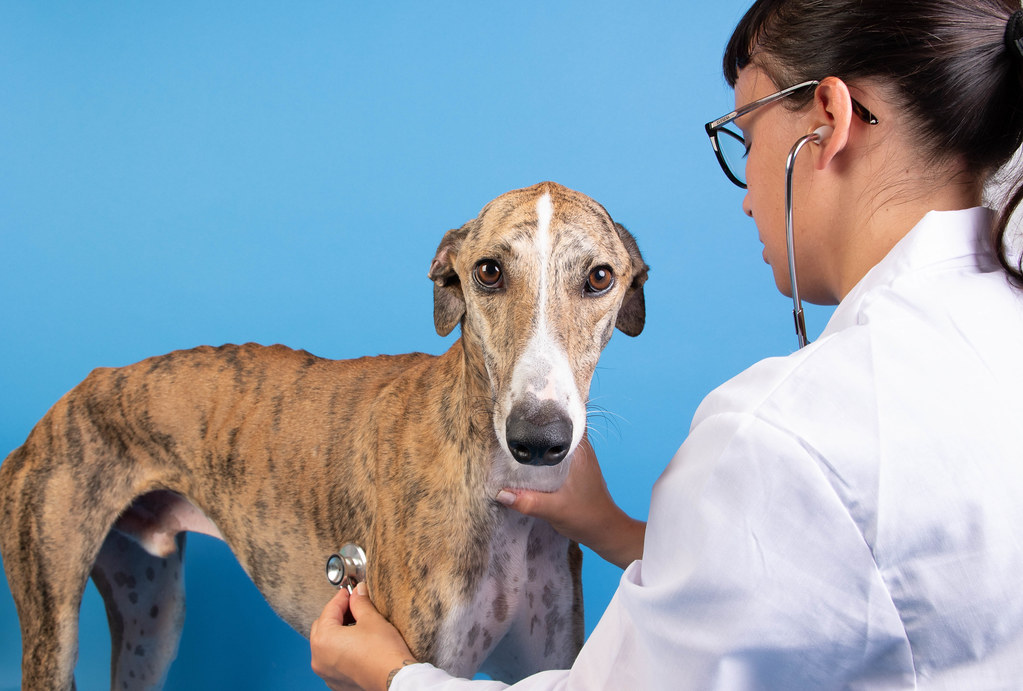 A veterinarian examining a dog with a stethoscope.