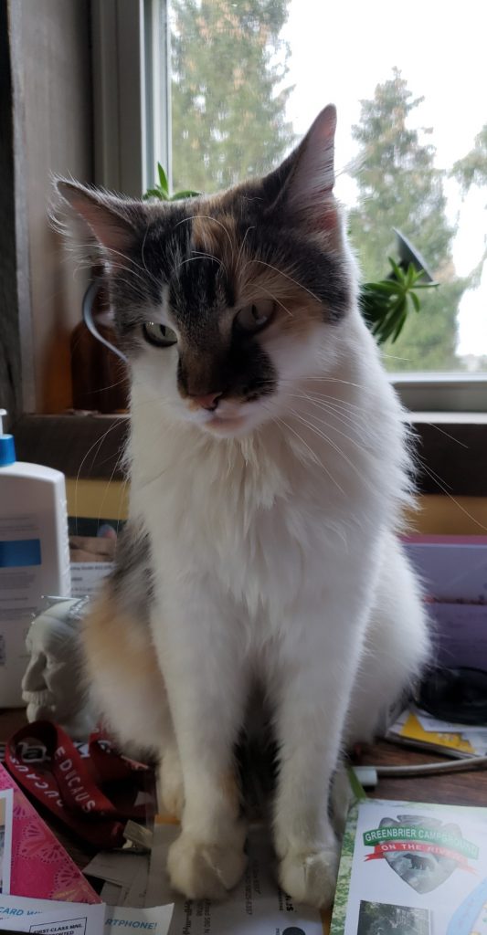 Calico cat sits on desk.