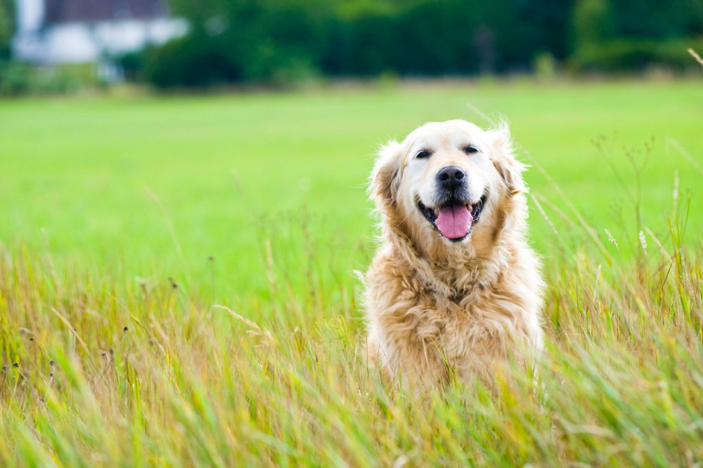 Golden retriever sitting in a field of long grass.