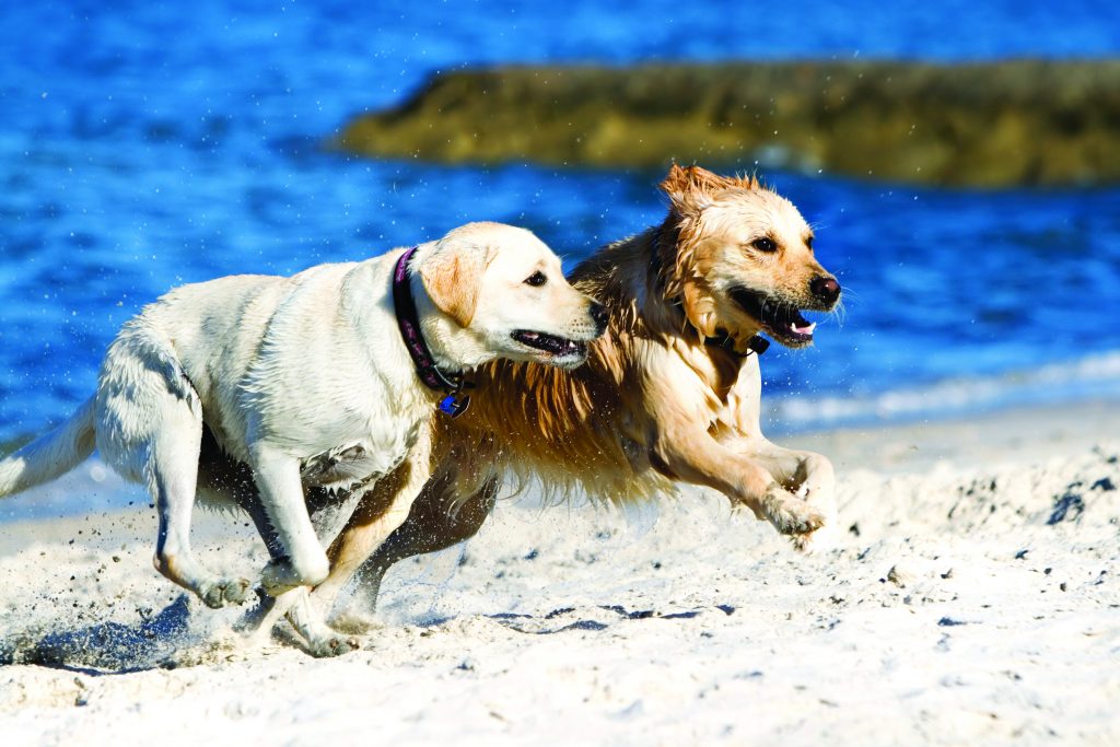 A yellow lab and golden retriever running on the beach after swimming.