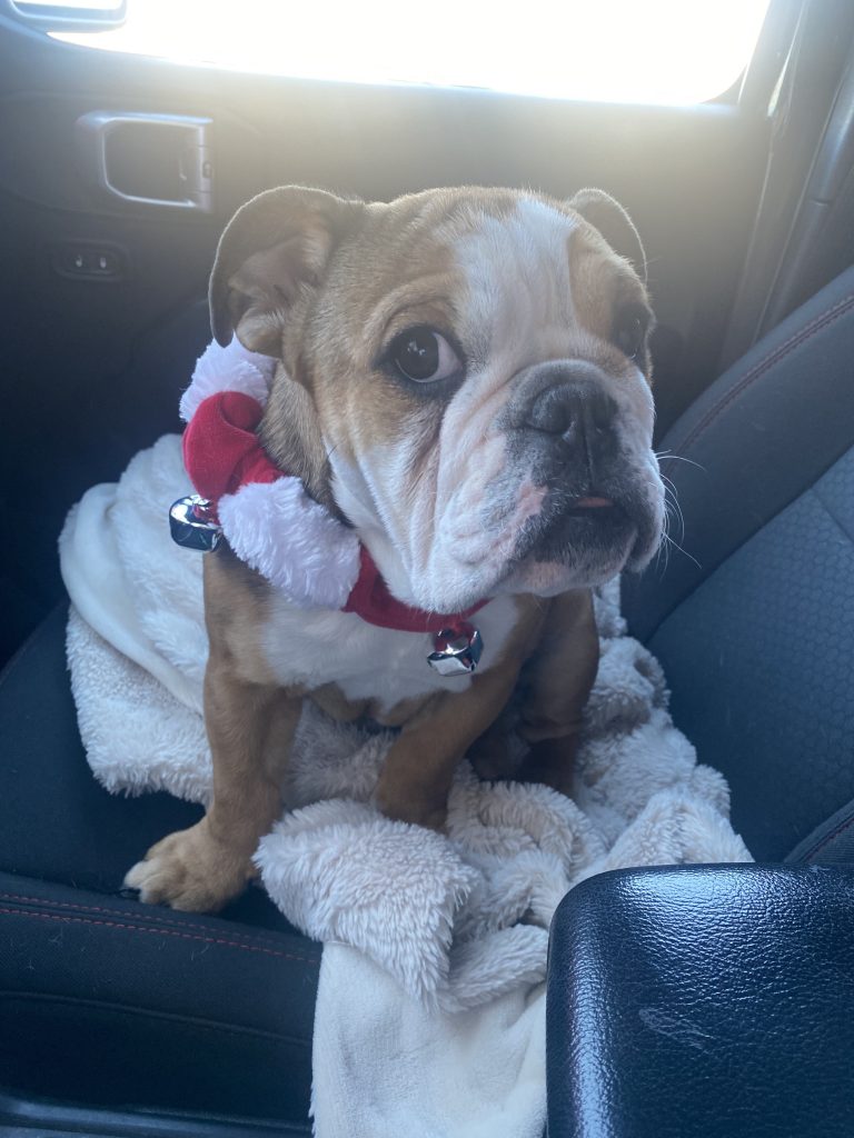 English bulldog puppy sitting in passenger seat of car with a Christmas collar on.