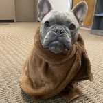 French Bulldog dressed up like Yoda