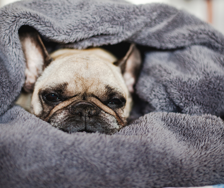 A French bulldog wrapped up in a fuzzy gray blanket.